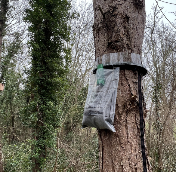 Piège à chenilles processionnaires