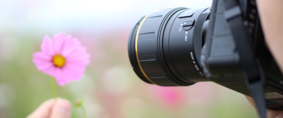 Photo d'une fleur rose