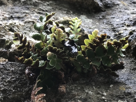 Asplenium ceterach, le cétérach.