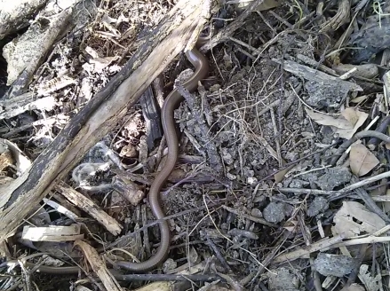 Orvet fragile©andré 95