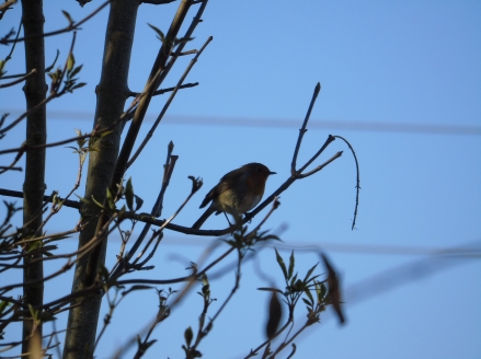 Rouge-gorge © cetchemendy