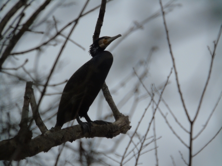 Grand Cormoran © cetchemendy