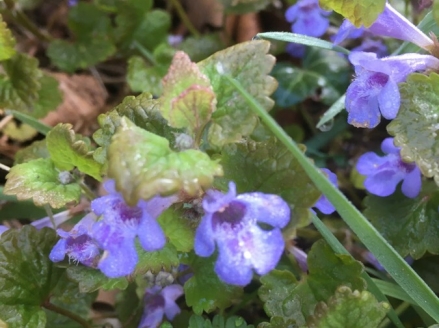 Glechoma hederacea © cetchemendy
