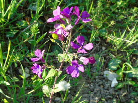 Lunaria annua © cetchemendy