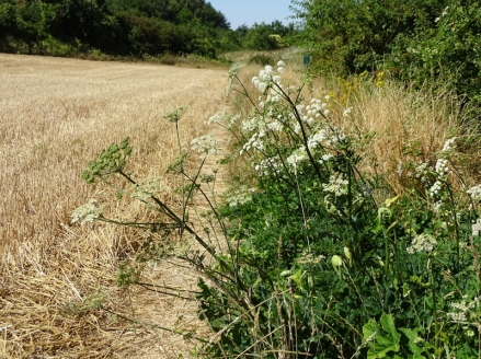Heracleum sphondylium