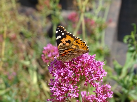 Papillon Belle-dame de couleur brune/orange avec taches noires et blanches.