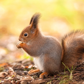 Sciurus vulgaris