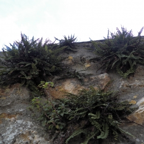 Petite colonie d'Asplenium trichomanes © cetchemendy