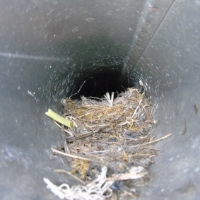 Le nid dans une bouche d'aération © cetchemendy