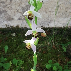 Ophrys abeille © L.Benoist