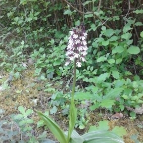 Orchis pourpre © gtaesch
