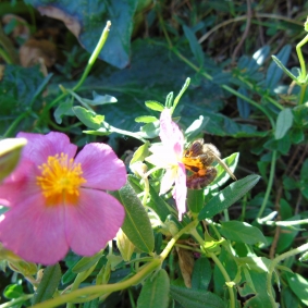 Apis mellifera : vue sur les corbeilles à pollen © cetchemendy