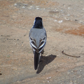 Vue sur la  longue queue et les ailes courtes © cetchemendy