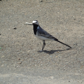 Un joli profil © cetchemendy