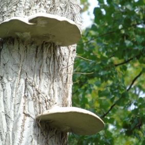 Vue sur les filets de soie des larves sous les champignons polypores © cetchemendy