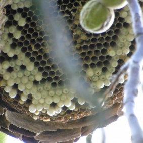 Détail sur les loges qui accueillent les larves © cetchemendy