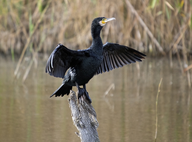 Grand Cormoran Vignette