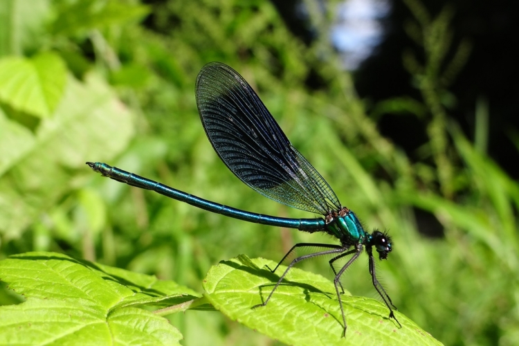 Calopterys splendens © CACP - Gilles Carcassès Vignette