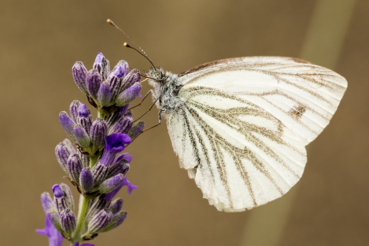 Piéride du navet © Adobe stock Vignette