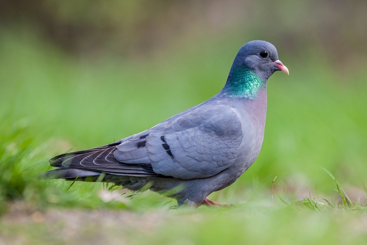 Pigeon colombin Vignette