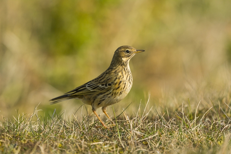 Pipit farlouse Vignette