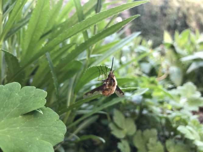 Bombylius major Vignette
