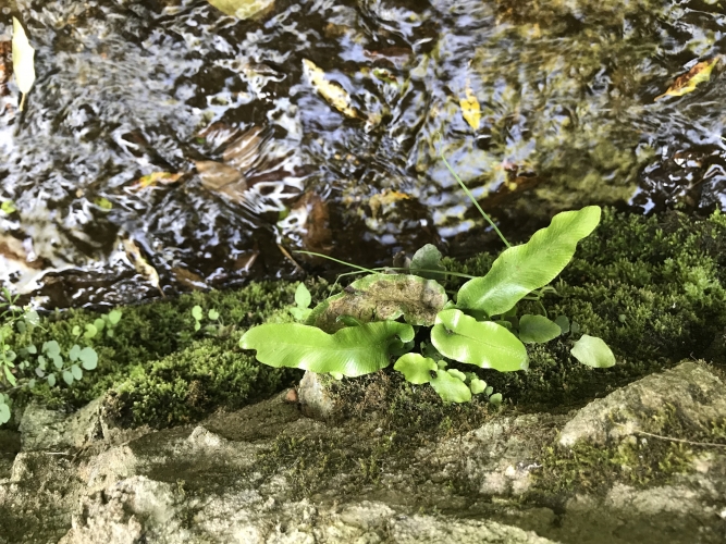 Asplenium scolopendrium Vignette