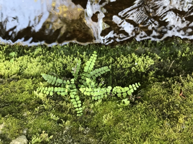 Asplenium trichomanes Vignette
