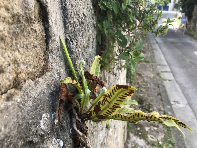 Asplenium scolopendrium Vignette