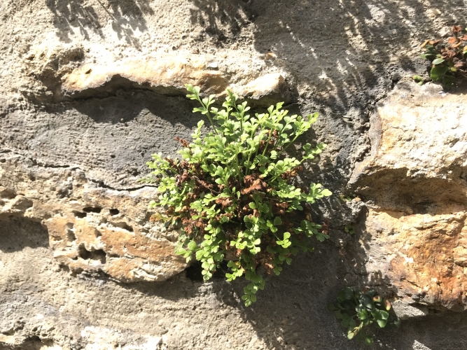 Asplenium ruta-muraria Vignette