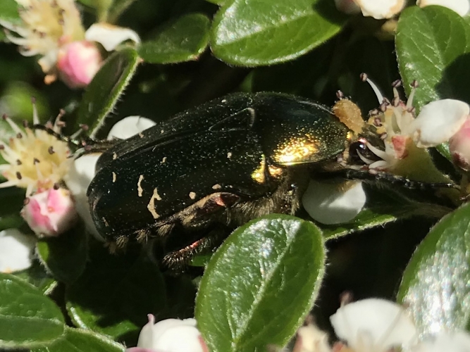 Cetonia aurata © kosorio Vignette
