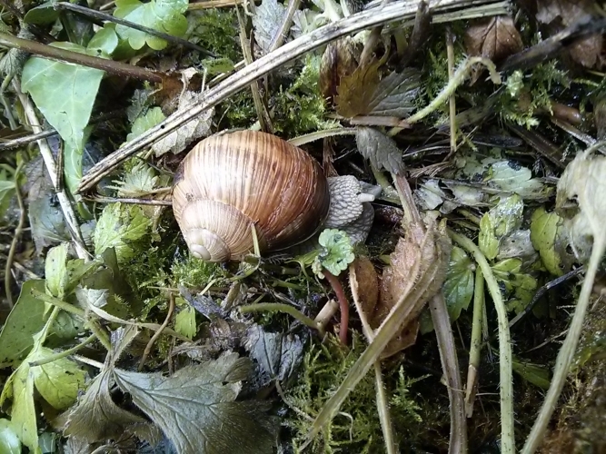Escargot de Bourgogne Vignette