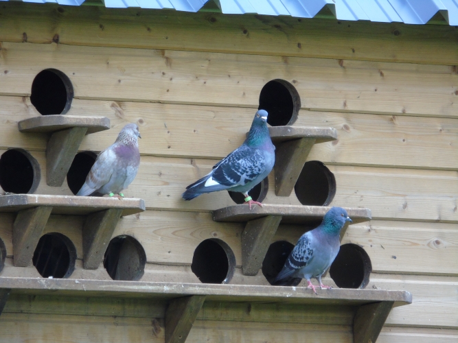 Pigeons domestiques au pigeonnier © cetchemendy