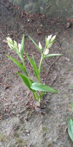 Cephalanthera damasonium © mdelagnes