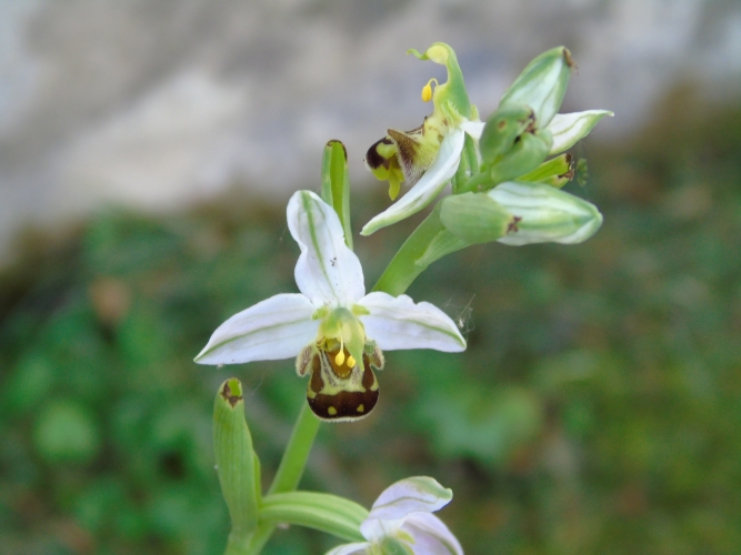 Ophrys apifera © cetchemendy