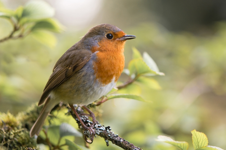 Observation oiseaux LPO