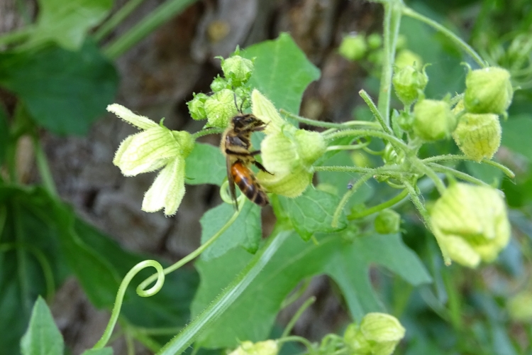 Andrena florea
