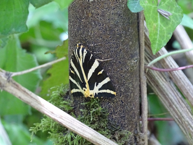 Papillon Ecaille chinée aux ailes noires zébrées de blanc, au repos.