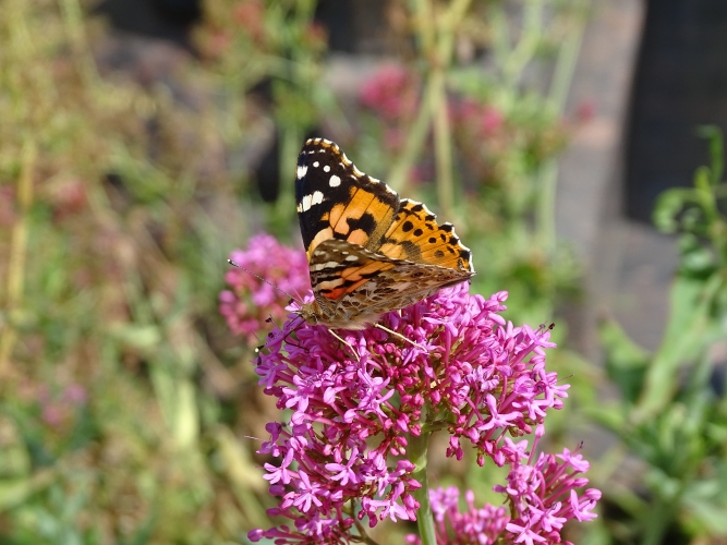 Papillon Belle-dame de couleur brune/orange avec taches noires et blanches.