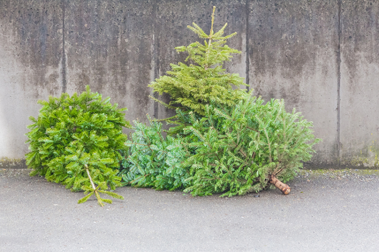 Collecte de sapins