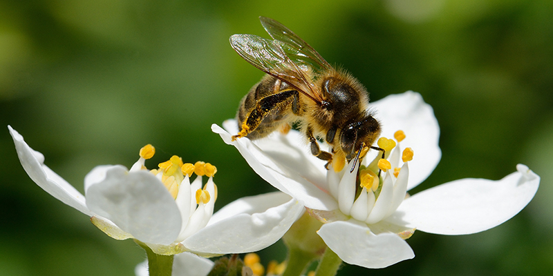 Rôle des Abeilles dans la Nature