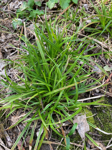 Carex sylvatica © cetchemendy