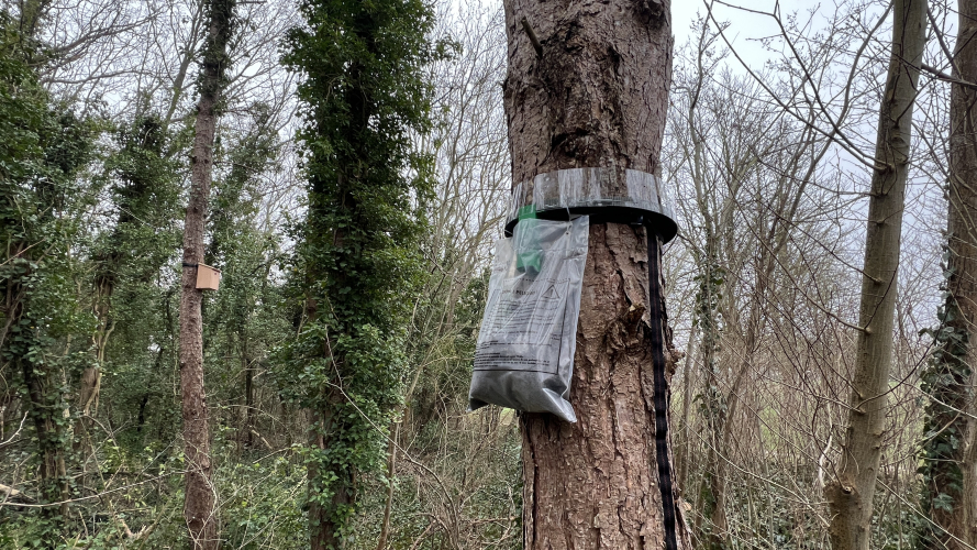 Piège à chenilles processionnaires