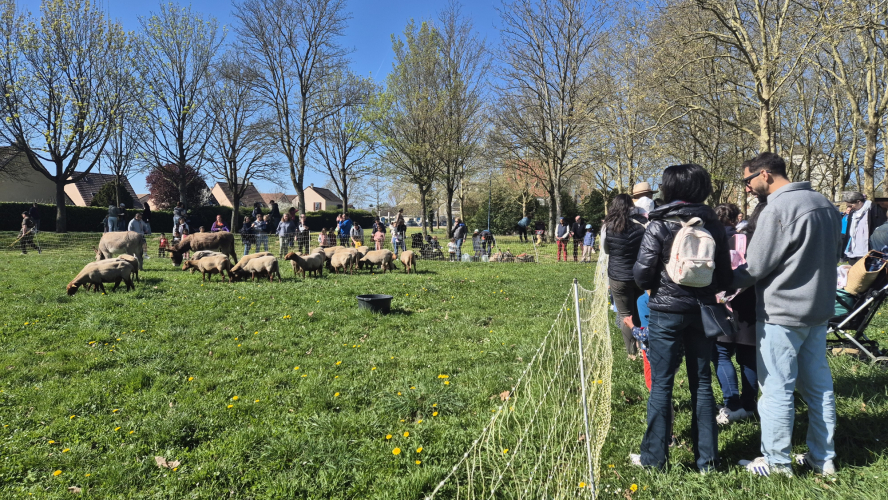 La transhumance 2025