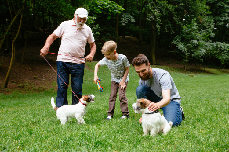 Balade avec un chien