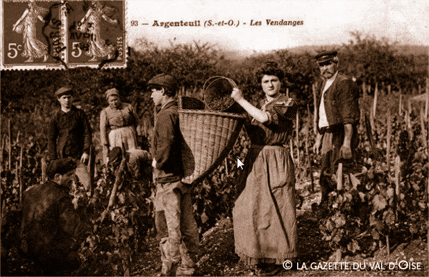 Vendanges à Argenteuil