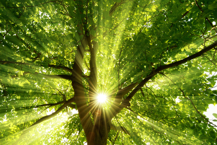 COMME UN ARBRE
