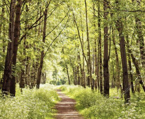 Chemins en forêt