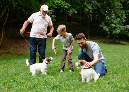 Balade avec un chien