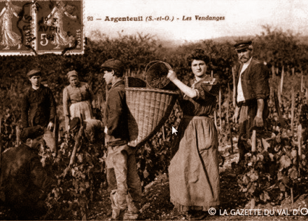 Vendanges à Argenteuil